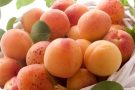 Блюда из абрикос — простые и вкусные рецепты выпечки с фото