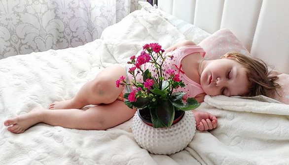 каланхоэ лечебные свойства лечебные свойства каланхоэ