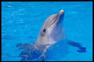 Дельфин (фото: ЦФА "Бурда")