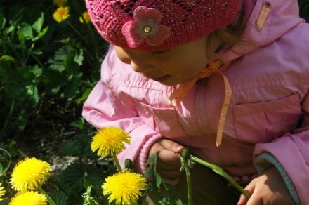 Маленькая девочка среди ярко-желтых одуванчиков - фото