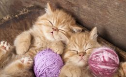 Два рыжих котенка спят в клубках ниток