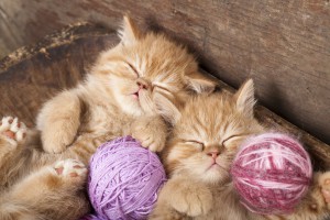 Два рыжих котенка спят в клубках ниток 
