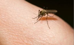 комар фотолия - фото