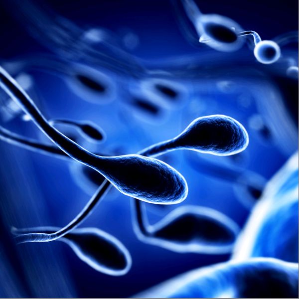 сперматозоид - фото