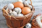 Перепелиные яйца: правда и мифы