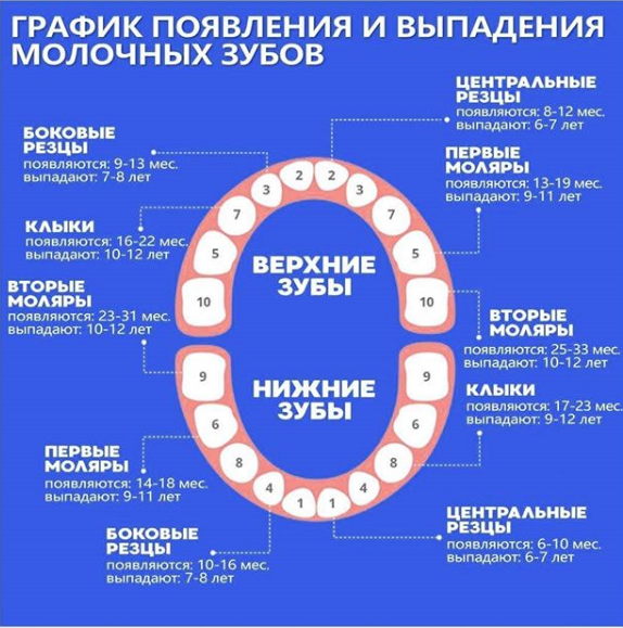 Фото Какие Зубы Выпадают