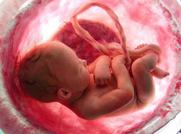 эмбрион-фото