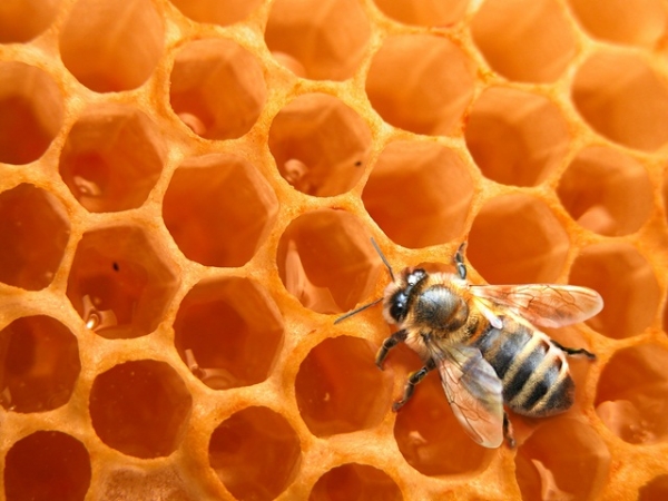 соты пчела-фото