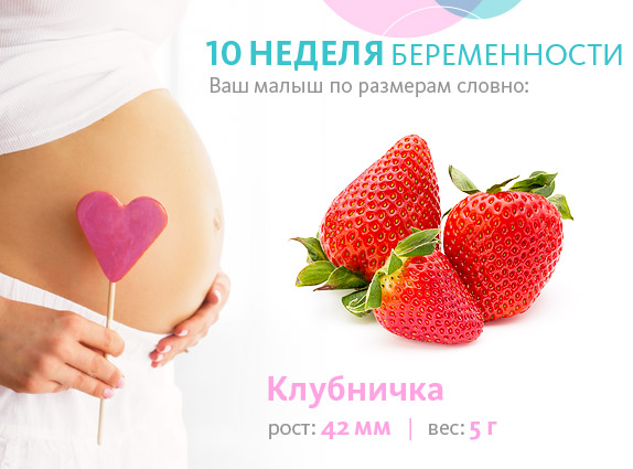 Беременность 10 Недель Развитие Плода И Фото