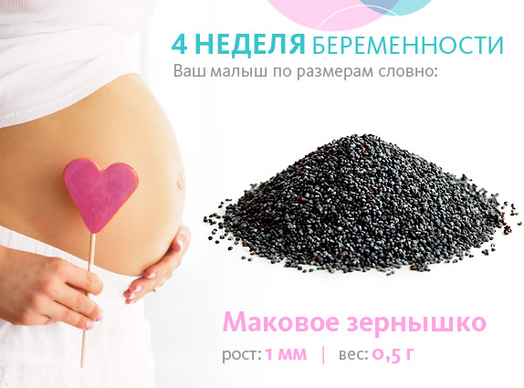 4 Недель Беременности Размер Плода Фото