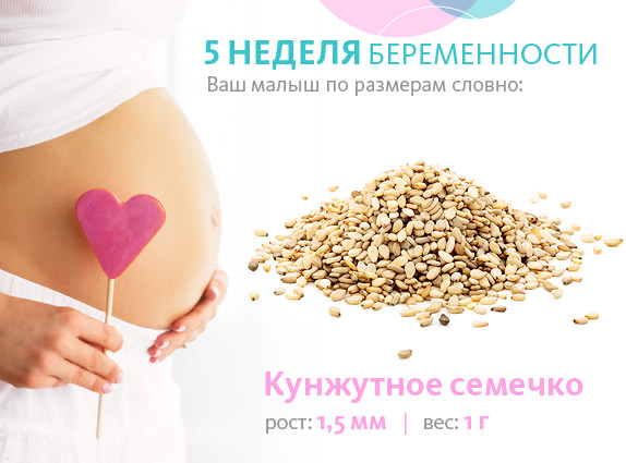 плод на 5 тижні вагітності