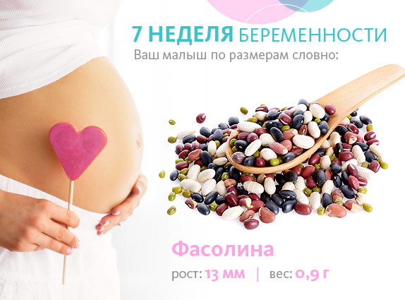 плод на 7-му тижні вагітності