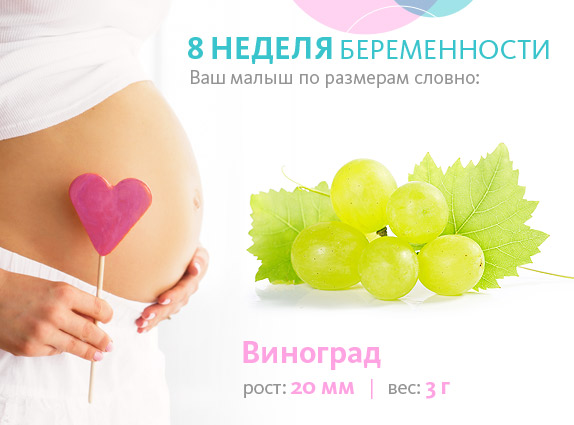 плод на 8-му тижні вагітності