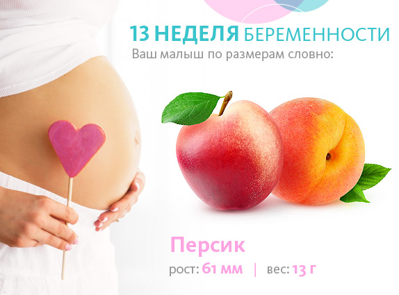 Беременность 13 Недель Размеры Плода Фото