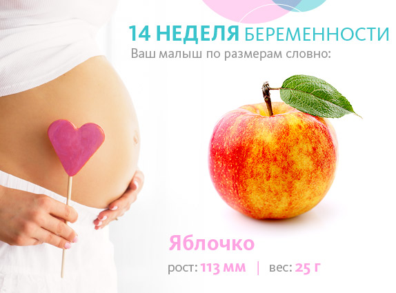 розміри плода на чотирнадцятому тижні вагітності
