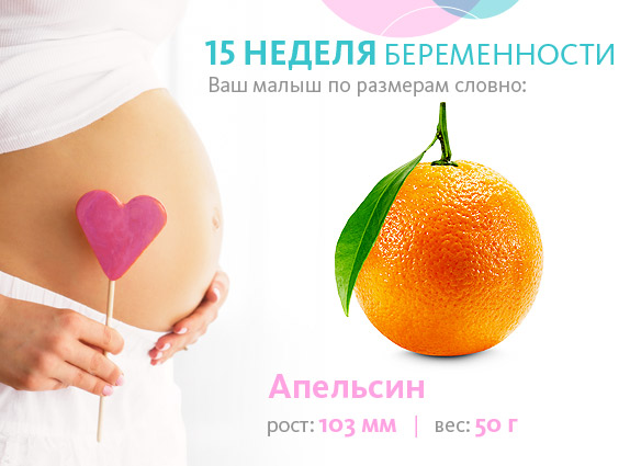 размер плода на патьнадцатой неделе беременности