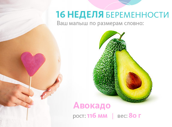 разміри плода на 16 тижні вагітності
