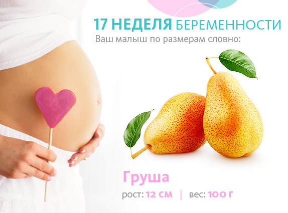 плод на семнадцатой неделе беременности