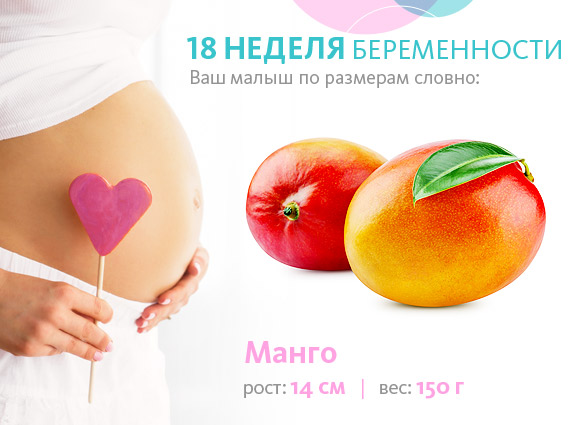 плод на вісімнадцятому тижні вагітності