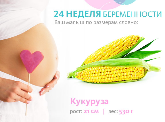 24 тиждень вагітності прибавка в вазі