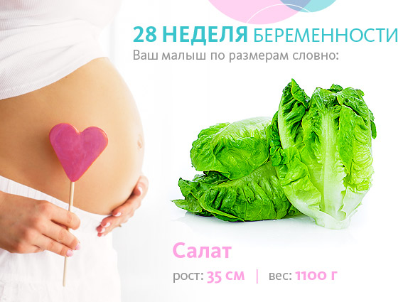 28 Недель Беременности Развитие Плода Фото