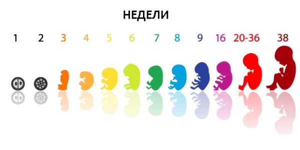 етапи розвитку ембріона
