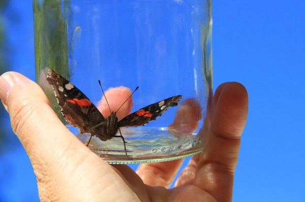 Как вырастить бабочку в домашних условиях: личный опыт мамы