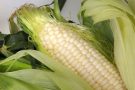 Как заморозить кукурузу на зиму: секреты и особенности
