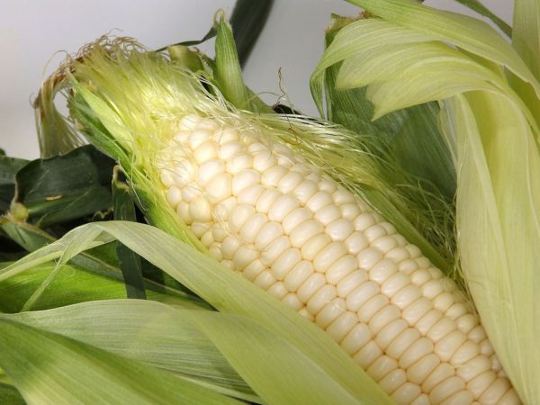 кукуруза Как заморозить кукурузу 