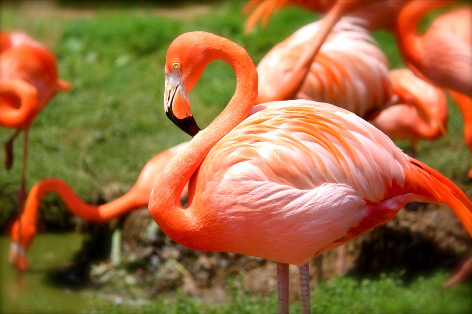 фламинго - фото