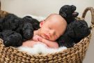 Фотосессия новорожденного с маленькими собаками растрогала сеть