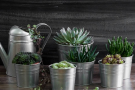 Очищаем воздух в доме: 9 неприхотливых комнатных растений