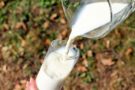 Коровье молоко и здоровое питание: правда и мифы