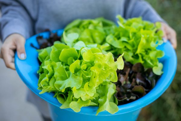 листовой салат, польза зелени, можно ли салат беременным, листья салата в меню беременных, зелень для детей, листья салата в меню детей, полезное питание, правильное питание, здоровый рацион