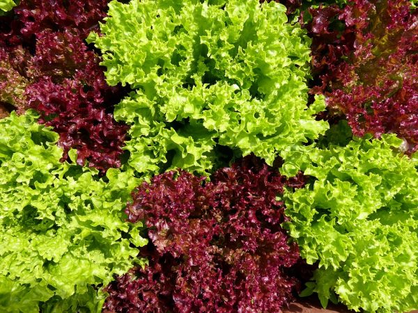 листовой салат, польза зелени, можно ли салат беременным, листья салата в меню беременных, зелень для детей, листья салата в меню детей, полезное питание, правильное питание, здоровый рацион