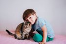 Котенок напрокат: как взять животное на время