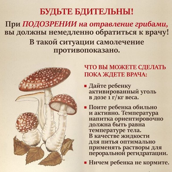 комаровский советы, отравление грибами, комаровский о грибах комаровский советы, отравление грибами, комаровский о грибах