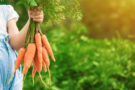 Від чого врятує морква: 8 дивовижних властивостей овоча