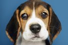 Эти глаза: ученые рассказали, как собакам удается манипулировать нами