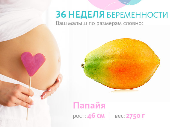 Когда начинает расти живот при беременности, 36 неделя беременности