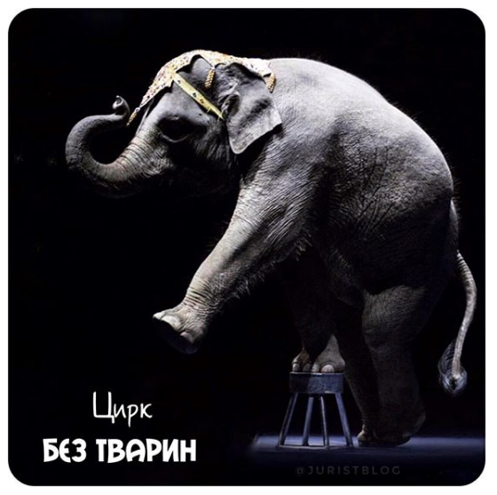цирк, цирк без животных, цирк в украине
