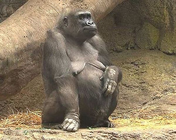беременная горилла, Беременные животные, фото беременных животных, продолжительность беременности у животных