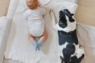 Как познакомить собаку с новорожденным, чтобы не было проблем